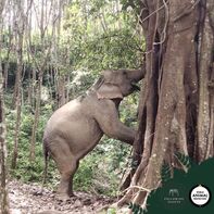 Best Elephant Sanctuary Tour Krabi