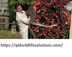 Snake Removal Cairns