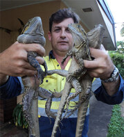 Feral Cat Traps Cairns