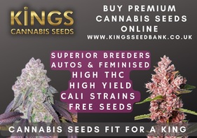 Best Cannabis Seeds UK - Kings Seedbank