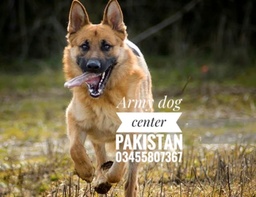 Unleashing Icons The Army Dog Center