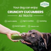 best pet food for overweight dogs dubai