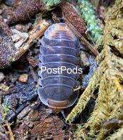 Why You Need To Be Assured Before Using Dairy Cow Isopods?