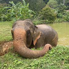 Full Day Ethical Elephant Sanctuary