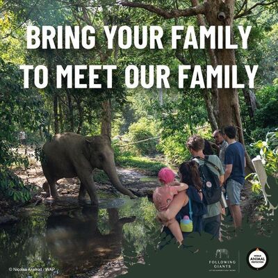 Krabi Ethical Elephant Sanctuary