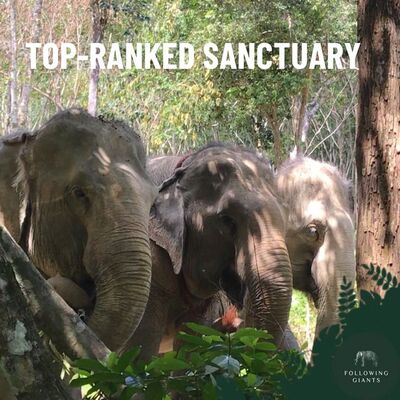 Best Elephant Experience in Krabi