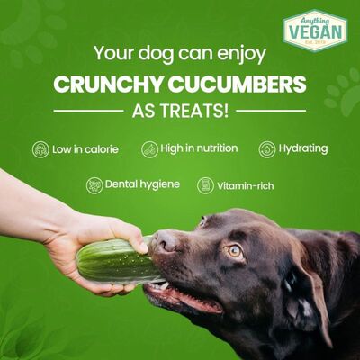 best pet food for overweight dogs dubai