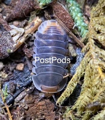 Why You Need To Be Assured Before Using Dairy Cow Isopods?